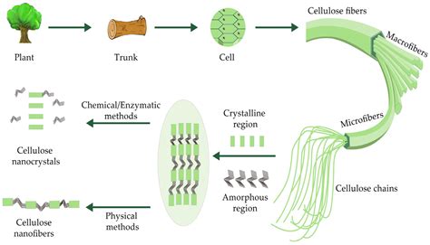  Nanocelluloza - przyszłość materiałów kompozytowych i opakowań biodegradowalnych?